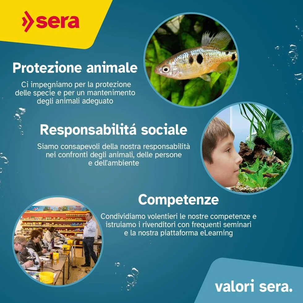 sera koi professional summer 21 L 7 kg | mangime per Koi 21.000 ml | per temperature calde | ottimale contenuto di sostanze nutritive